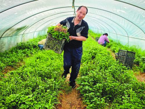 谷雨來臨 紅薯秧苗采收忙
