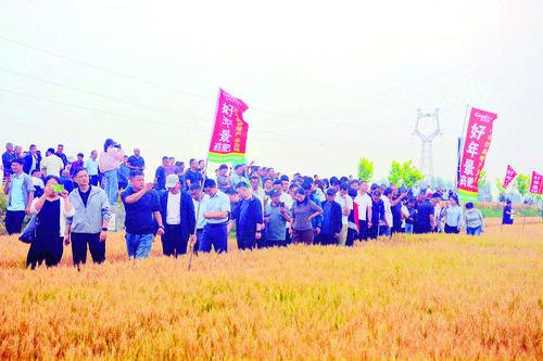 種藥肥同播防治小麥“癌癥”